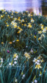 /album/proste-fotky/fotor-1778227256436-jpg/