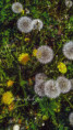 /album/proste-fotky/fotor-1778047497755-jpg/