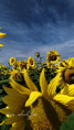 /album/slunecnice1/fotor-1784357893110-jpg/