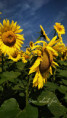 /album/slunecnice1/fotor-1784357864303-jpg/