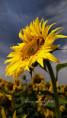 /album/slunecnice1/fotor-1784357663372-jpg/