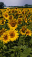/album/slunecnice1/fotor-1784357630300-jpg/