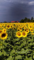 /album/slunecnice1/fotor-1784357595109-jpg/
