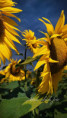 /album/slunecnice1/fotor-1784357426295-jpg/