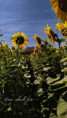 /album/slunecnice1/fotor-1784357385706-jpg/